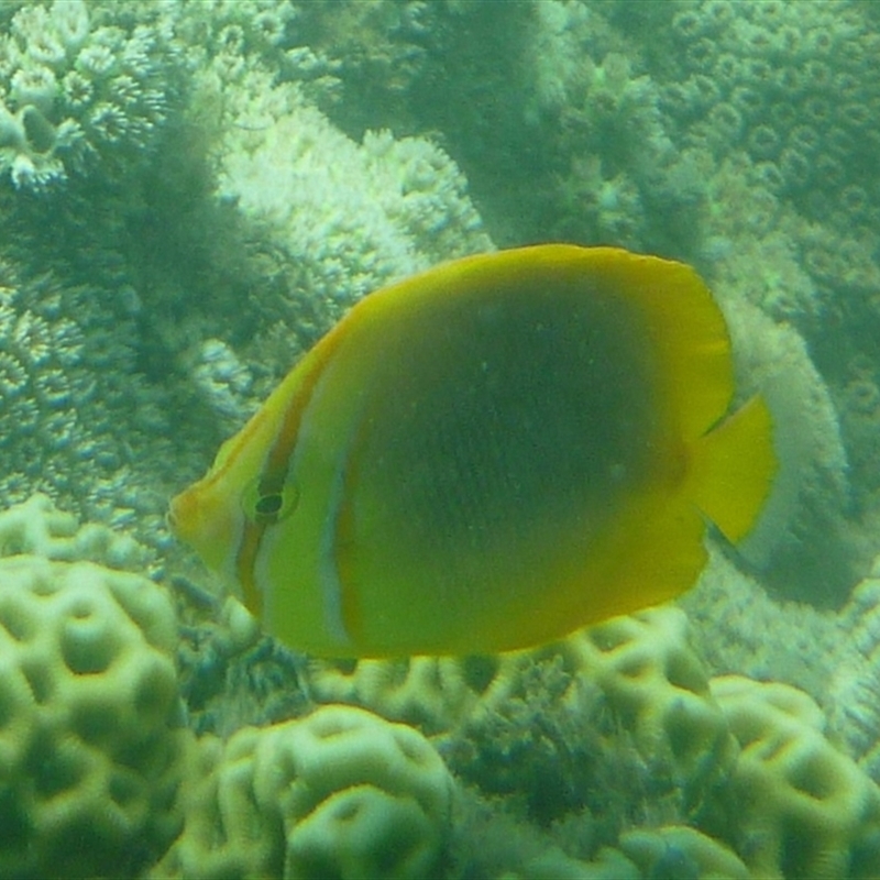 Chaetodon aureofasciatus