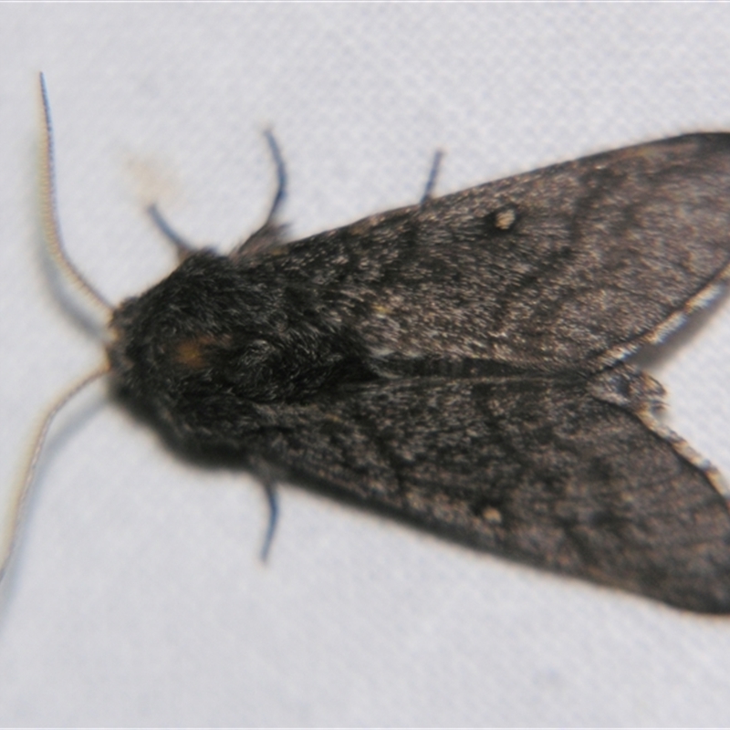 Hopliocnema brachycera