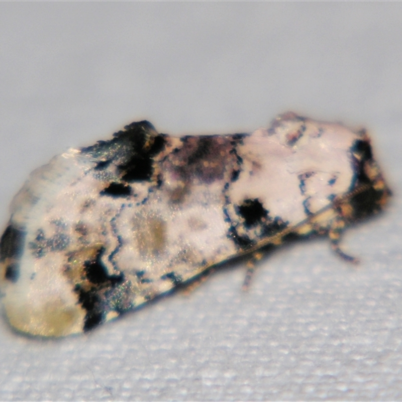 Unplaced hedychroa