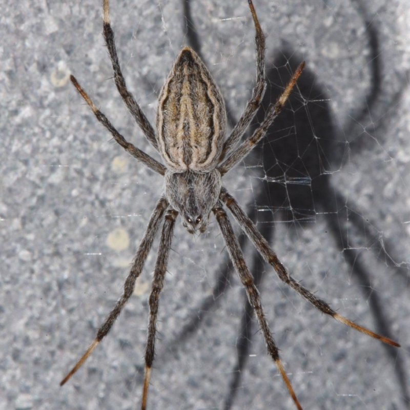 Argiope ocyaloides