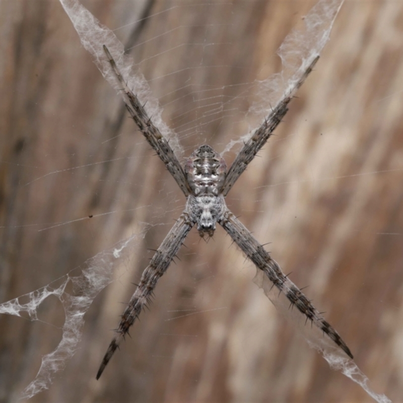 Argiope ocyaloides