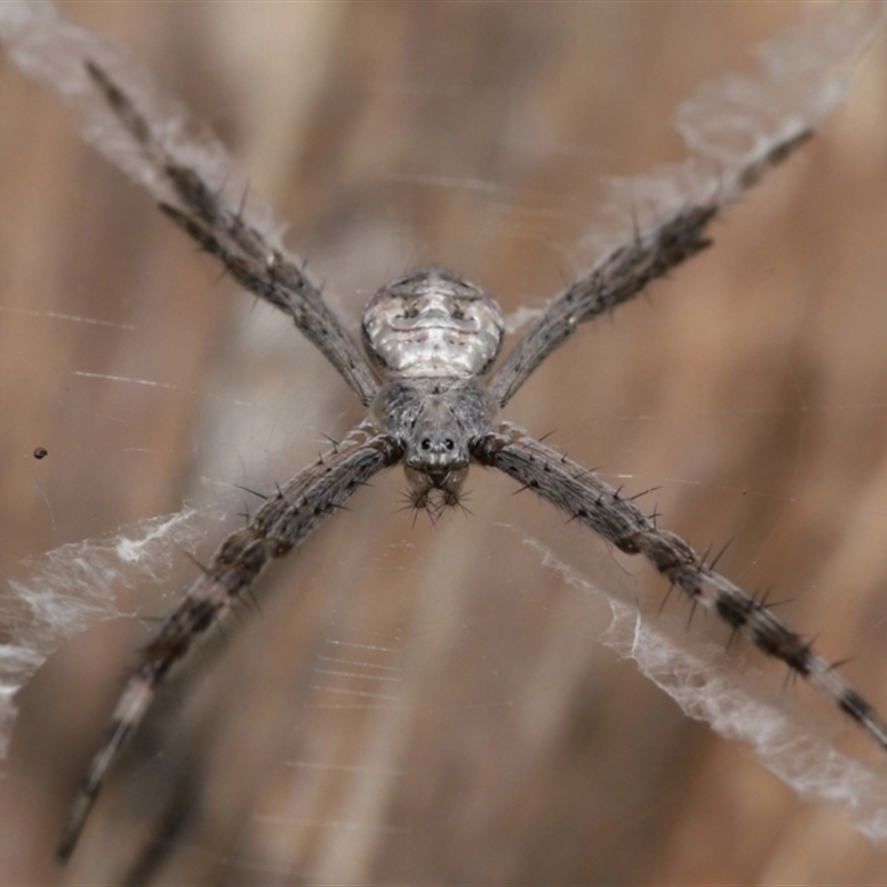 Argiope ocyaloides