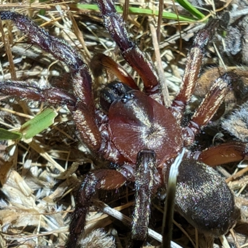 Anamidae