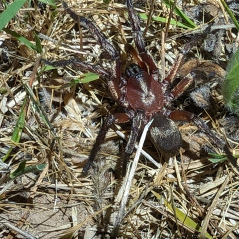 Anamidae