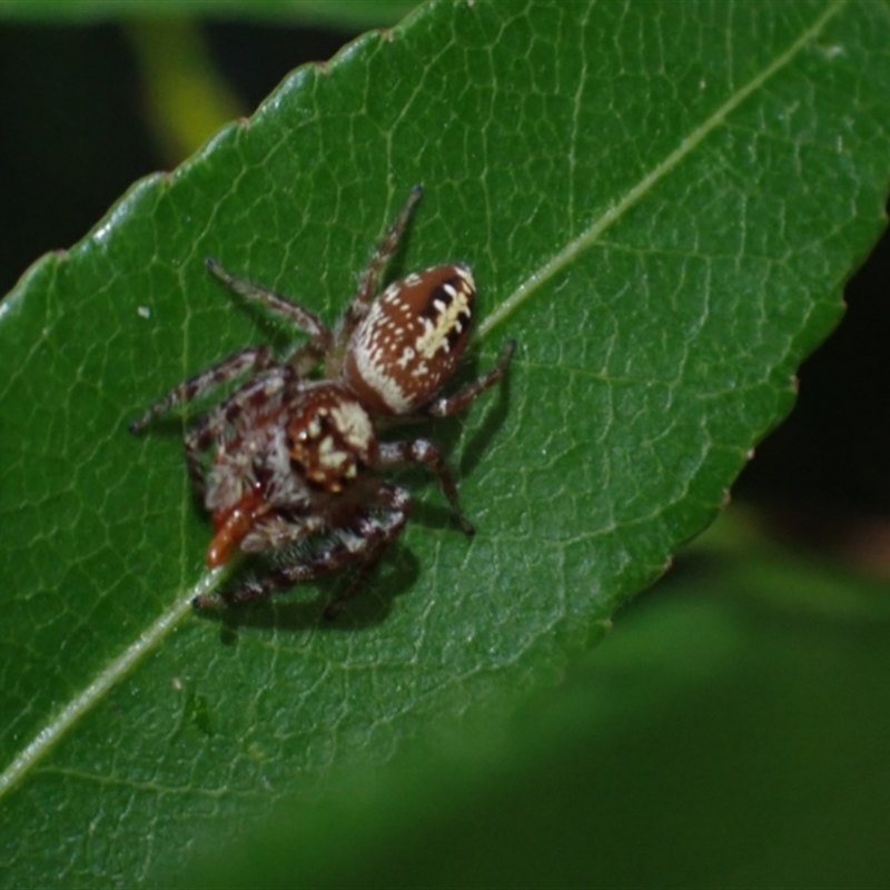 Opisthoncus quadratarius