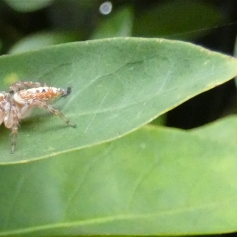 Opisthoncus quadratarius