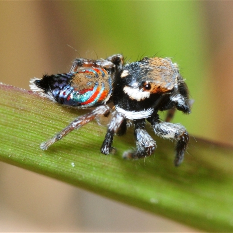 Maratus ottoi