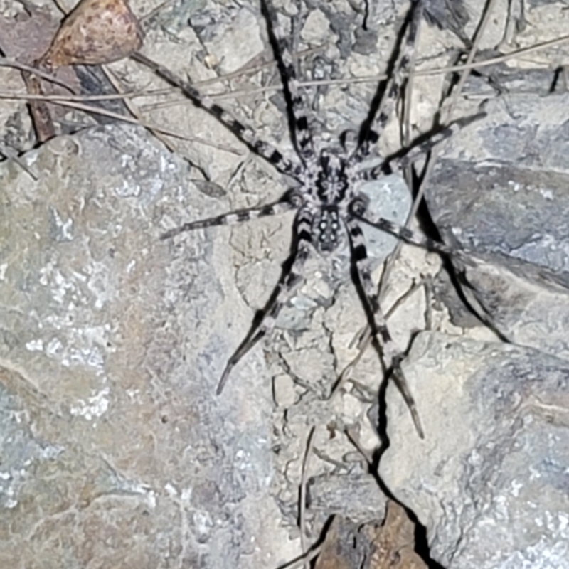 Megadolomedes johndouglasi