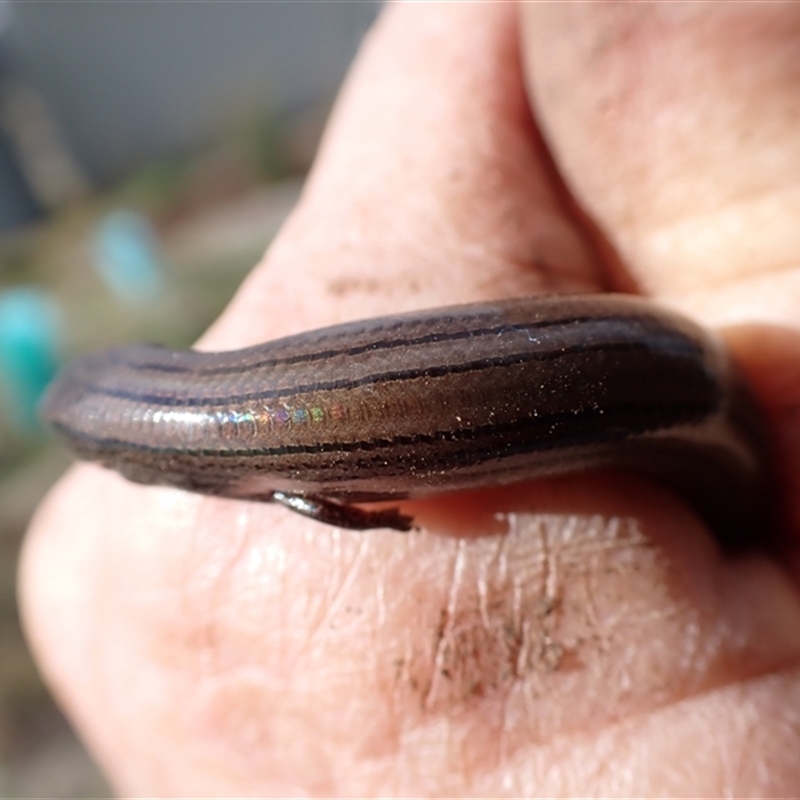 Hemiergis talbingoensis davisi
