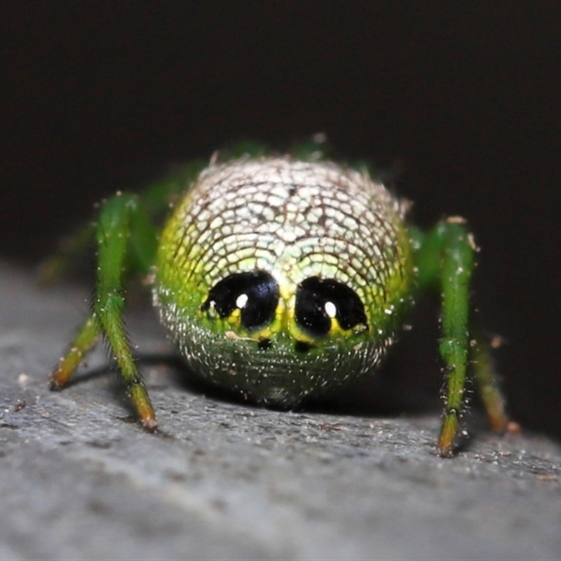 Araneus praesignis