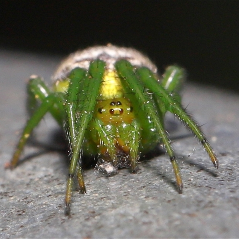 Araneus praesignis
