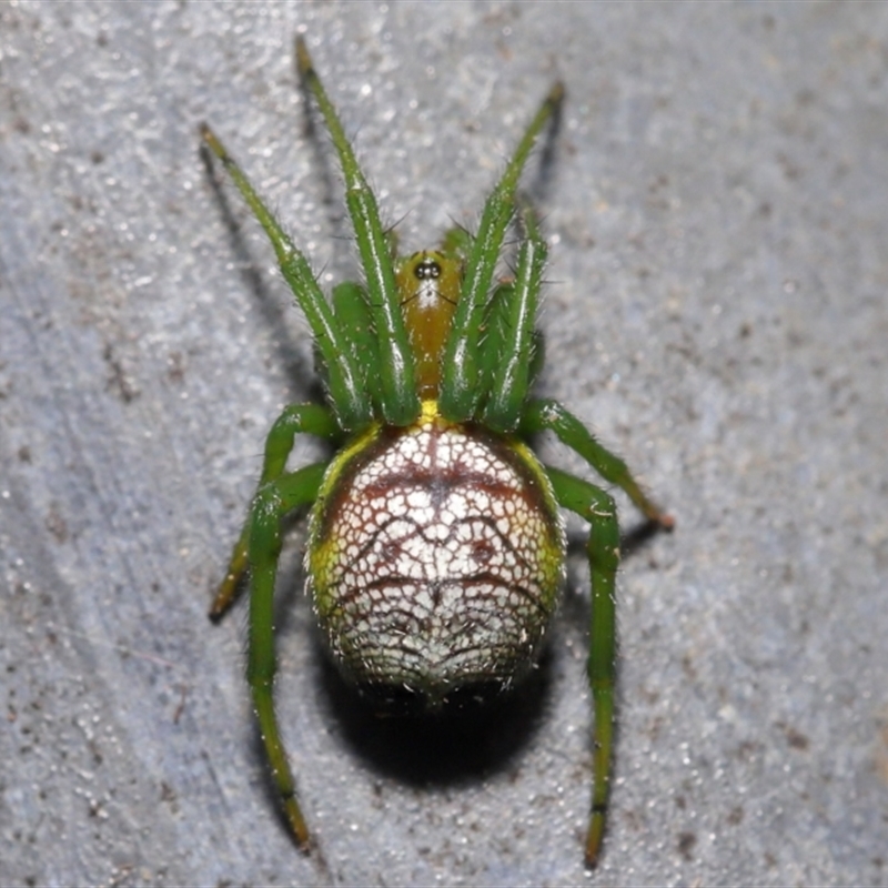 Araneus praesignis