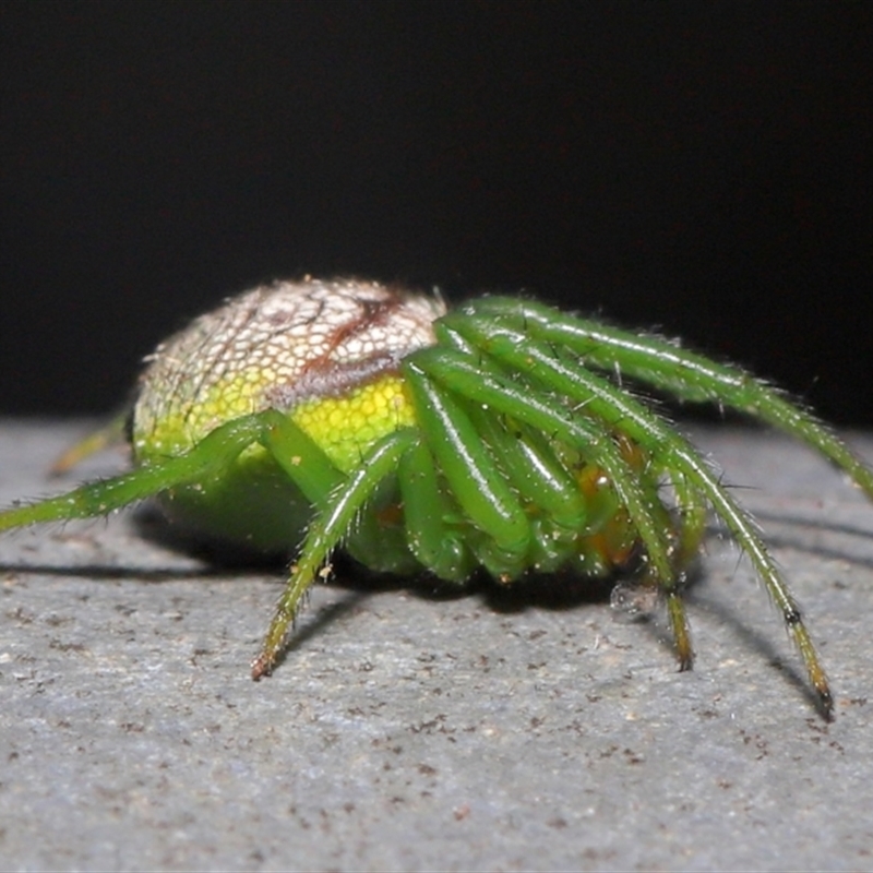 Araneus praesignis
