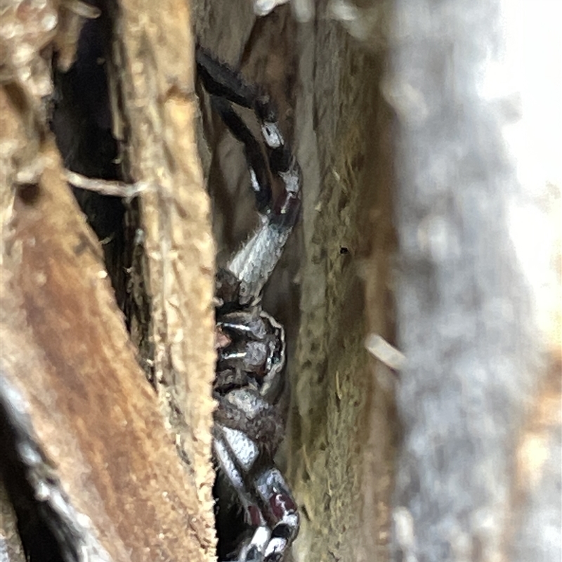 Deleninae (subfamily)