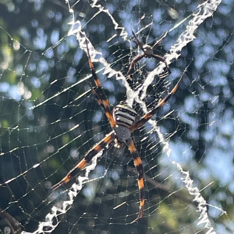 Argiope aetherea
