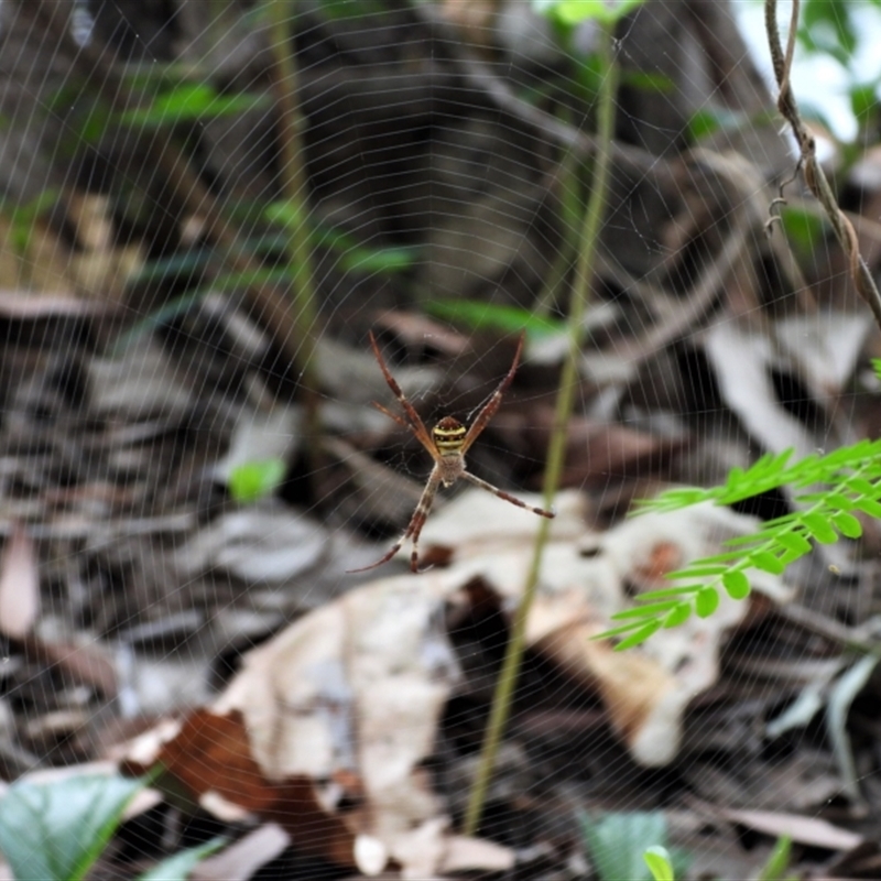 Argiope aetherea