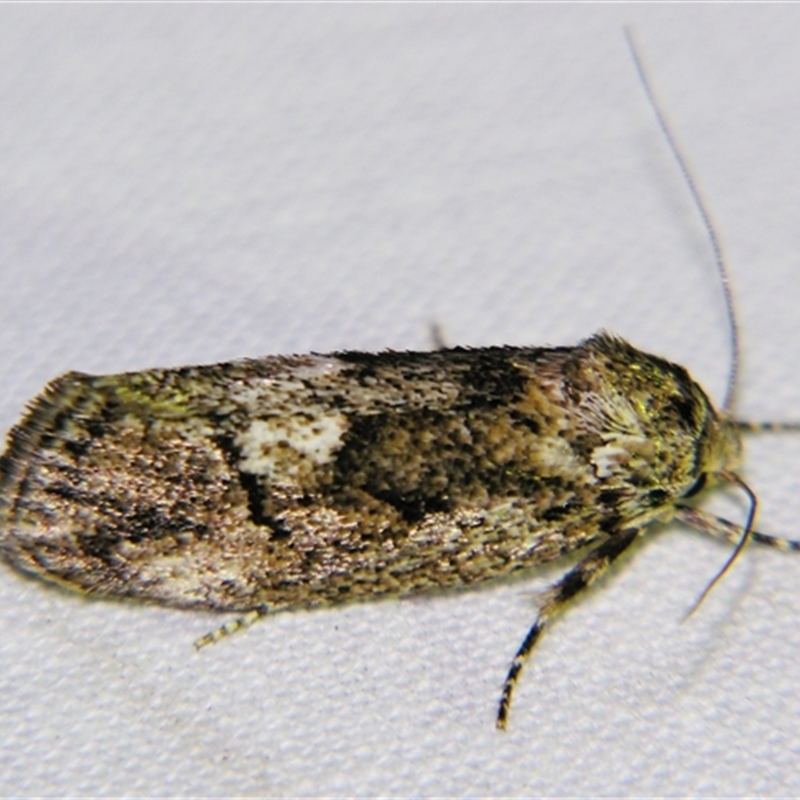 Cryptophasa themerodes