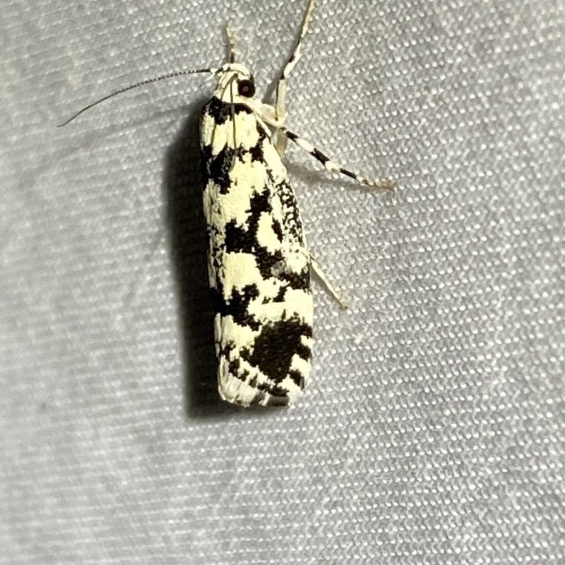 Lichenaula melanoleuca