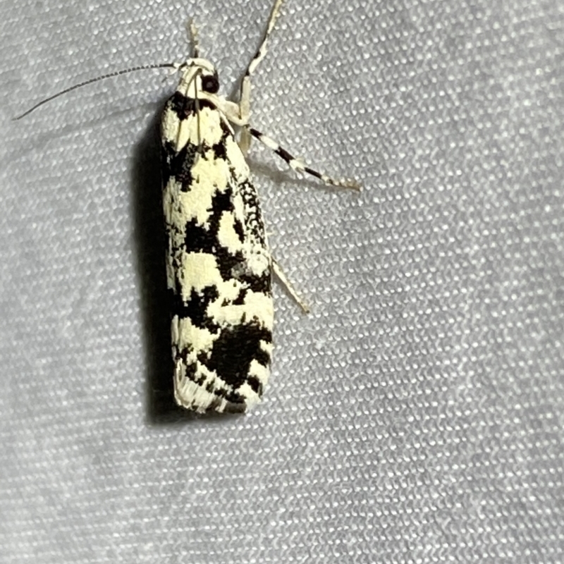 Lichenaula melanoleuca