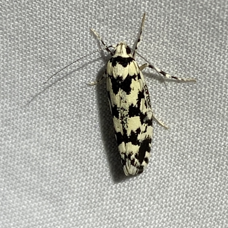 Lichenaula melanoleuca