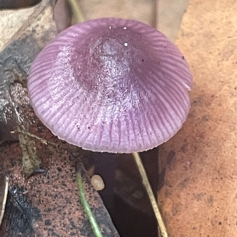 Hygrocybe sp.