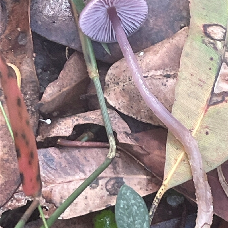 Hygrocybe sp.