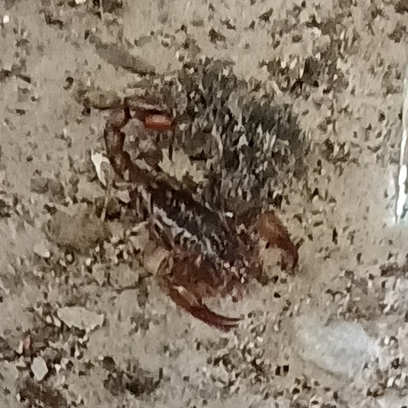 Cercophonius sp. (genus)