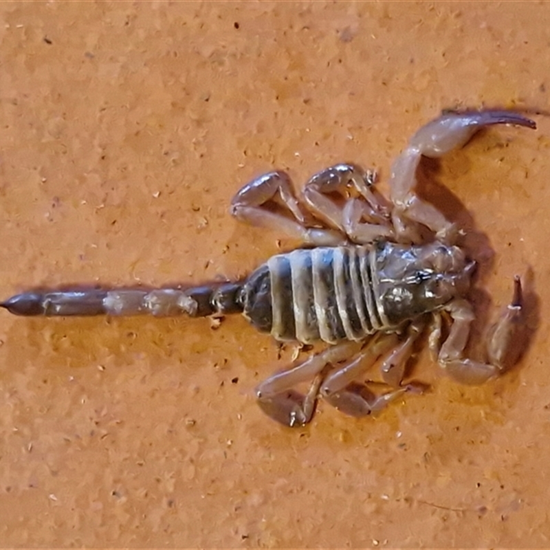 Urodacus sp. (genus)