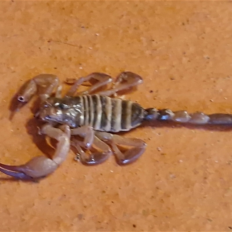 Urodacus sp. (genus)