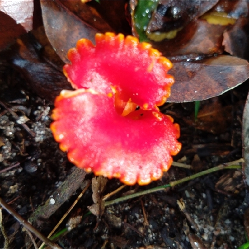 Hygrocybe sp.