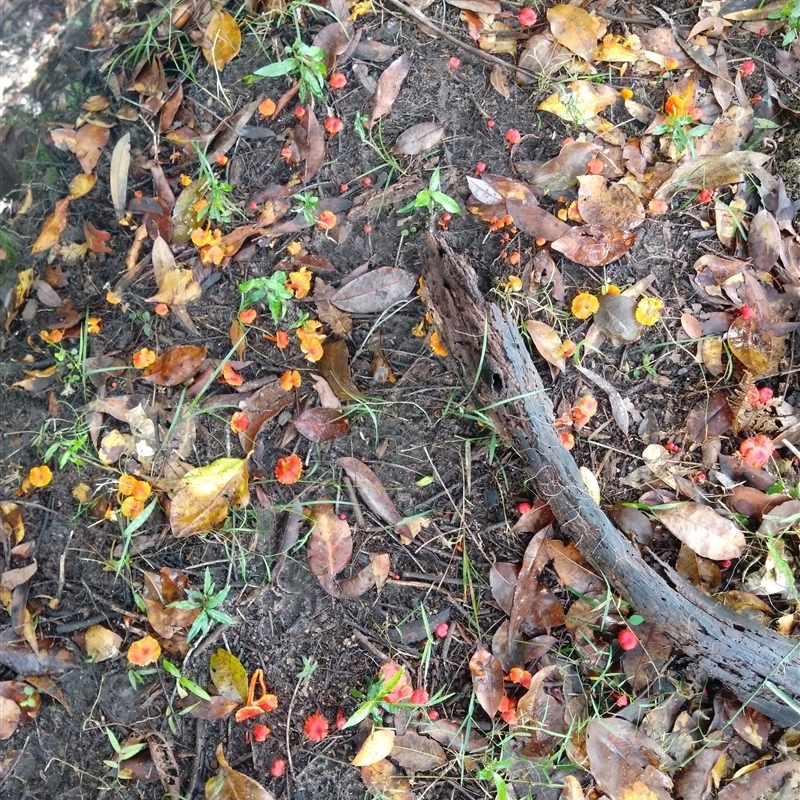 Hygrocybe sp.