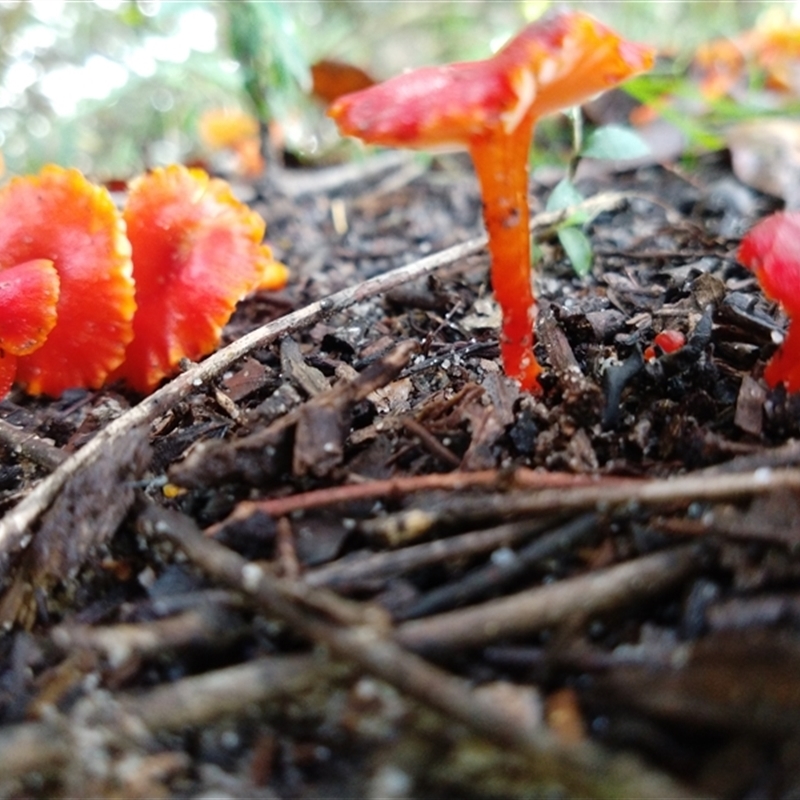 Hygrocybe sp.