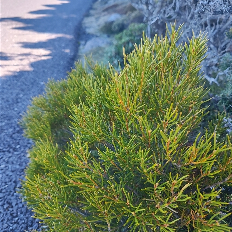 Orites acicularis