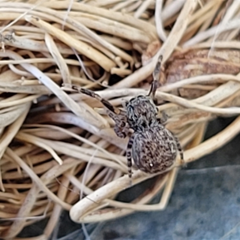 Euophryinae (subfamily)