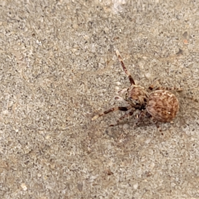 Euophryinae (subfamily)