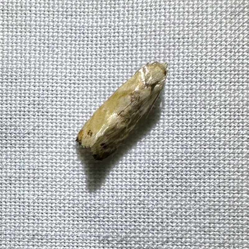 Eupoecilia acrographa