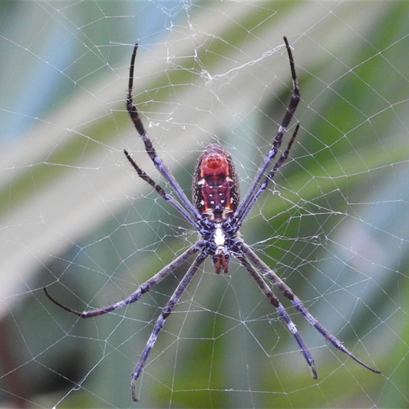 Argiope radon
