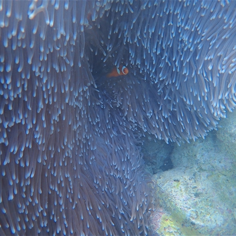 Amphiprion percula
