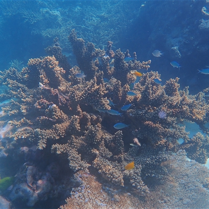 Chromis viridis