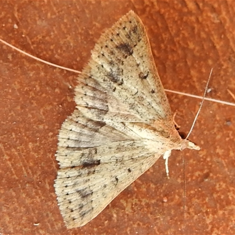 Gesonia obeditalis