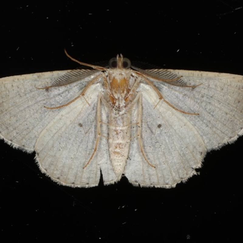 Male underside