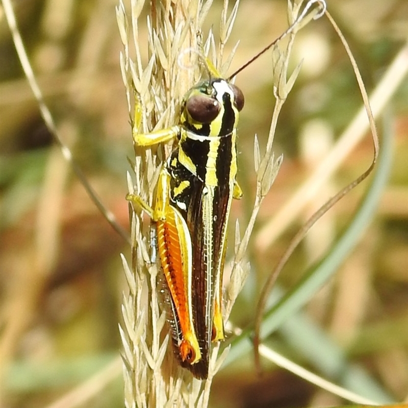 Genus novum 77, sp.1