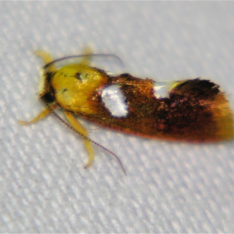 Aristeis sp. ANIC8