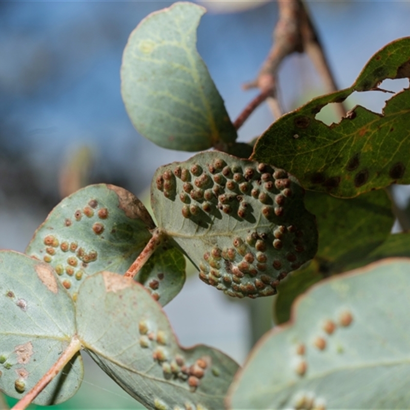 Ophelimus (genus)