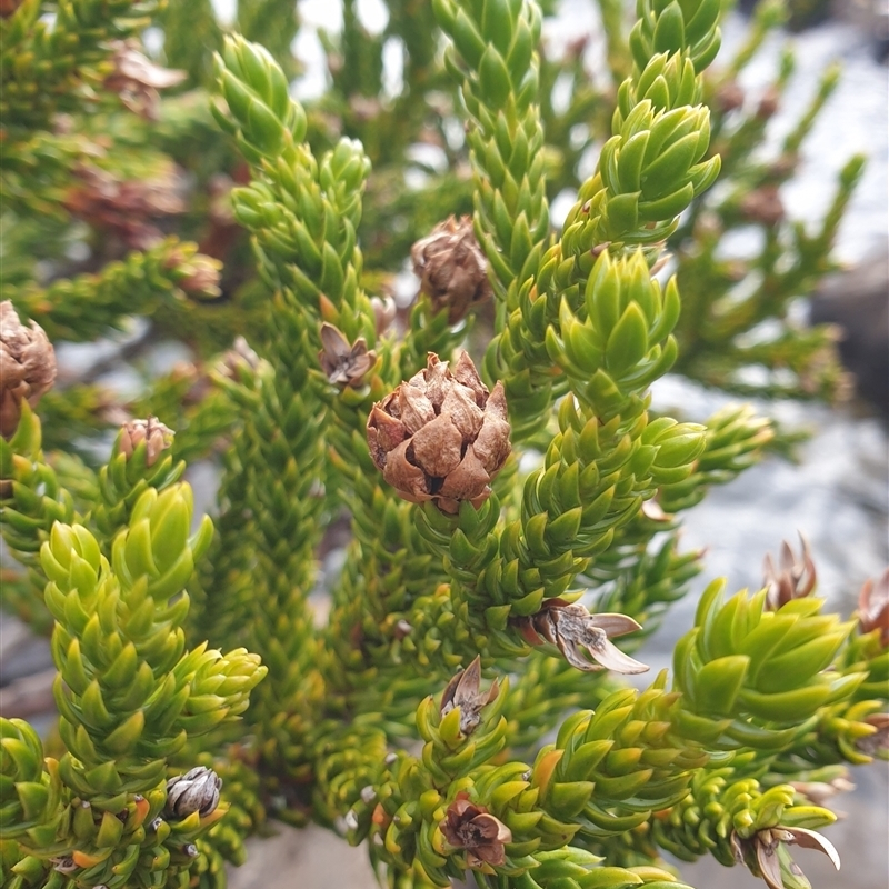 Athrotaxis selaginoides