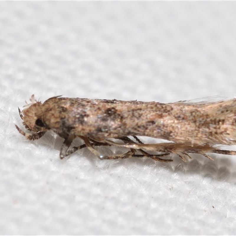 Scrobipalpa pyrrhanthes