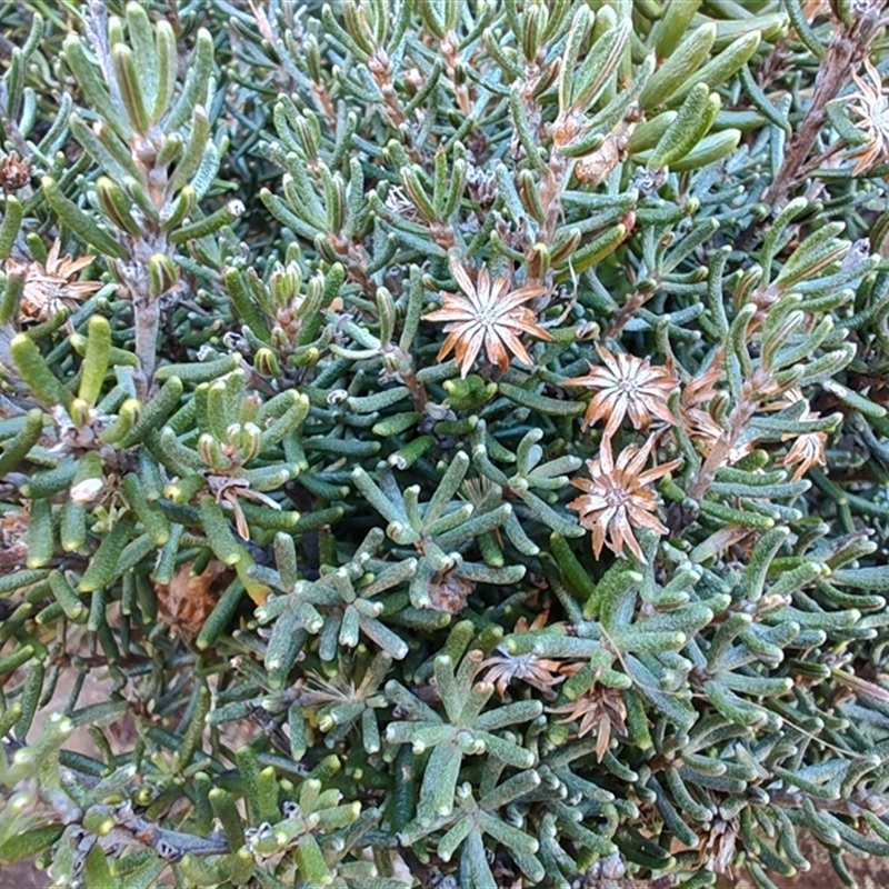 Olearia ledifolia