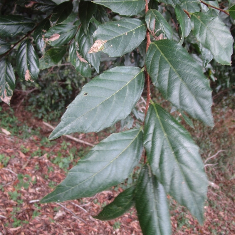 Aphananthe philippinensis