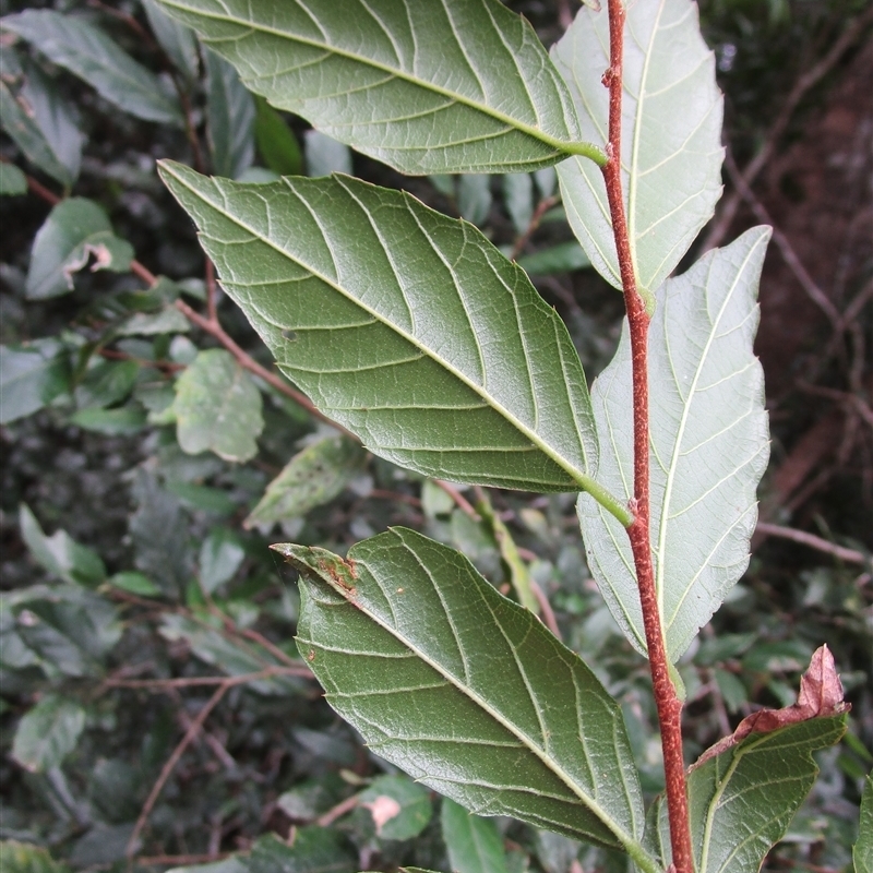 Aphananthe philippinensis