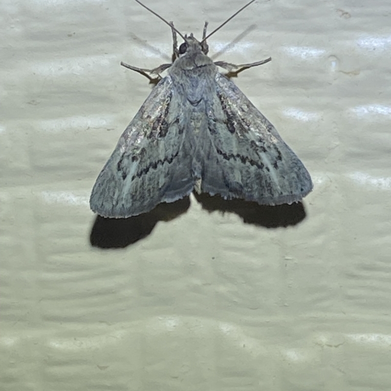 Heliocheilus cistella